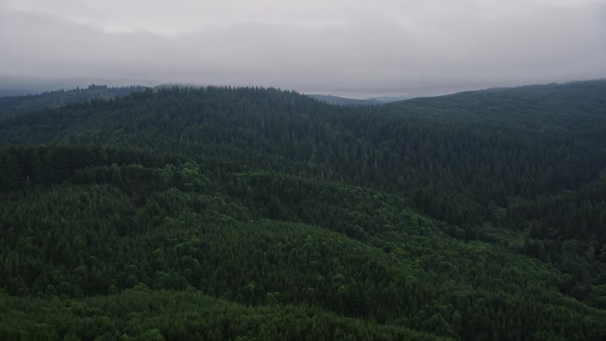  aerial footage flies over the evergreen forest in Clatsop County Oregon showcasing the beautiful natural landscape of the Pacific Northwest during a sunny summer day