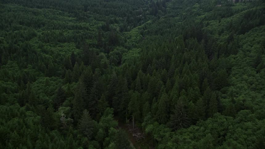 Aerial view of State Route 202 winding through a dense evergreen forest in Clatsop County Oregon revealing a hidden road surrounded by towering trees