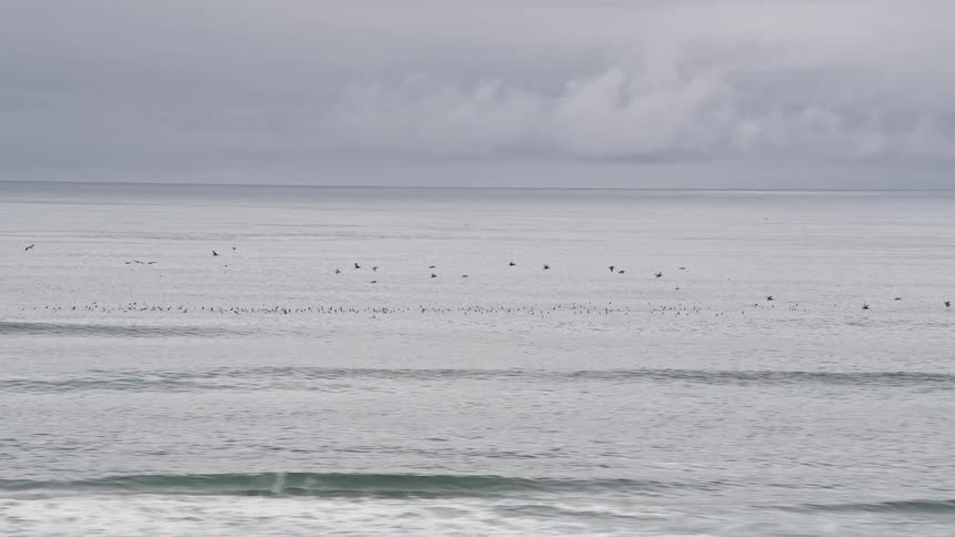 Seagulls gracefully soar over the Pacific Ocean in Long Beach Washington on an overcast summer day
