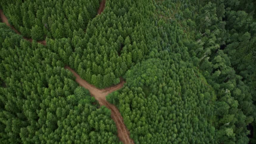 Aerial bird's eye view of evergreen trees and dirt roads in Pacific County Washington during summer