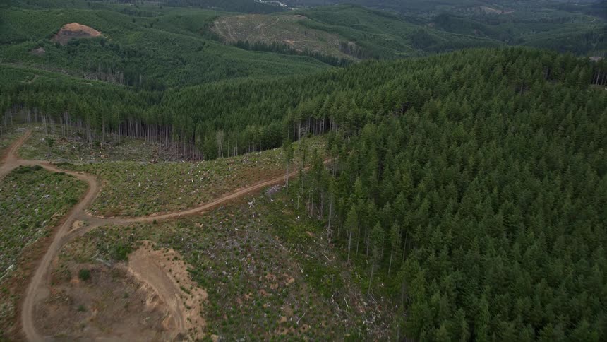 Aerial footage of a dirt road leading through a logging area and into an evergreen forest in Pacific County Washington