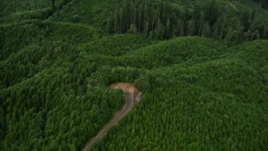 Aerial view of a road approaching an evergreen forest in Grays Harbor County Washington with a beautiful view of the forested hilltop