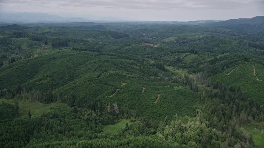 an aerial view of a lush evergreen forest in Grays Harbor County Washington as the camera approaches and flies over the landscape capturing the natural beauty of the Pacific Northwest during summertime