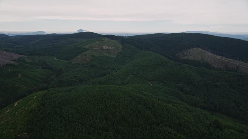 Aerial footage fly over dense forest to approach a clear cut area in Washington County Oregon showcasing the impact of deforestation on the natural landscape during daytime in summer
