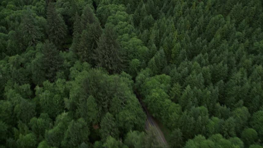 Bird's eye view of State Route 202 cutting through an evergreen forest in Clatsop County Oregon showcasing the scenic beauty of the Pacific Northwest
