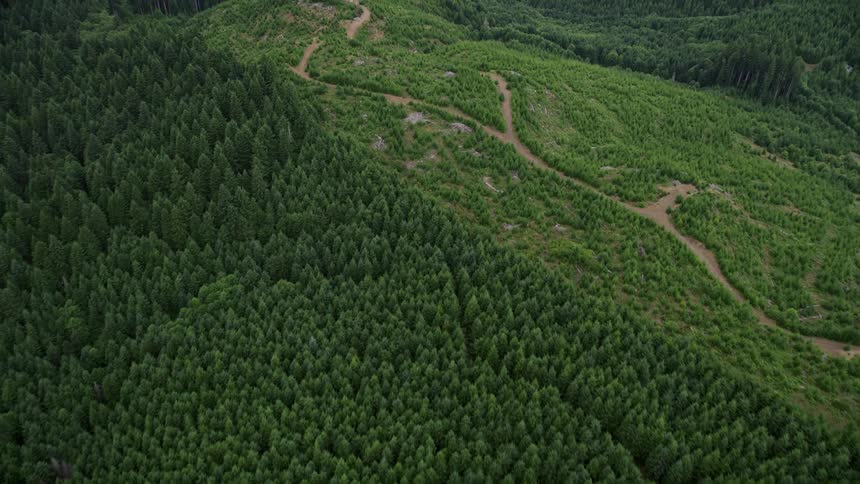 Aerial view of dirt roads cutting through evergreen forests and logging areas in Washington County Oregon showcasing the picturesque landscapes and the impact of the timber industry