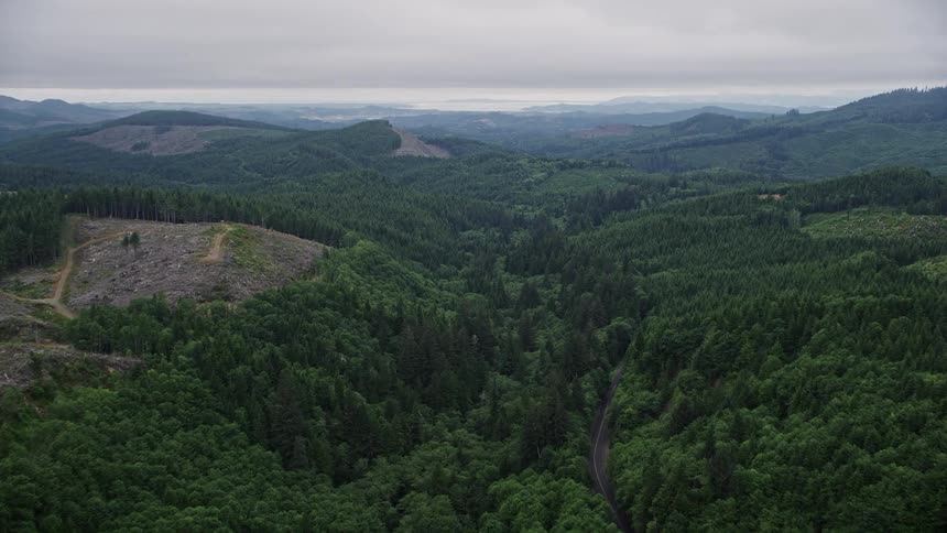 Aerial footage of State Route 202 evergreens and clear cut areas in Clatsop County Oregon during summer