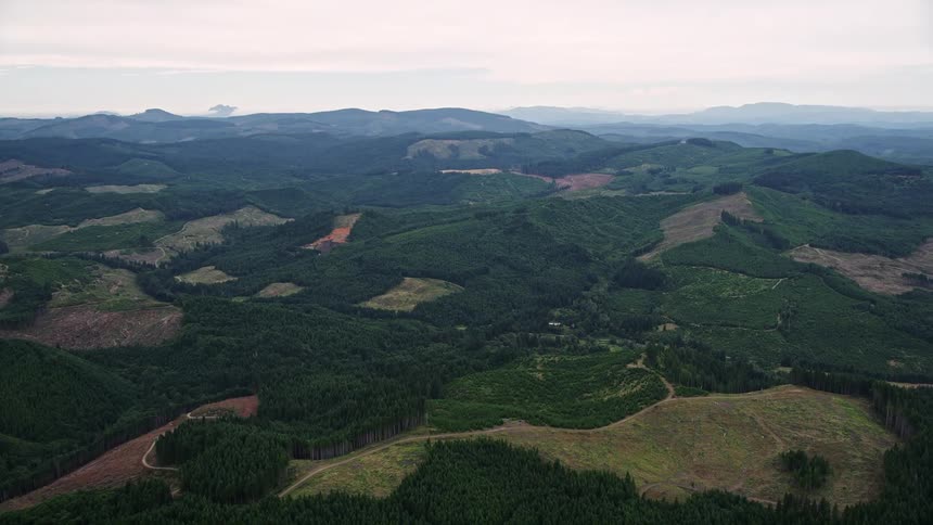 Flying over the evergreen forest and clear cut areas in Washington County Oregon during the summer showcasing the natural beauty and the impact of logging and deforestation on the landscape