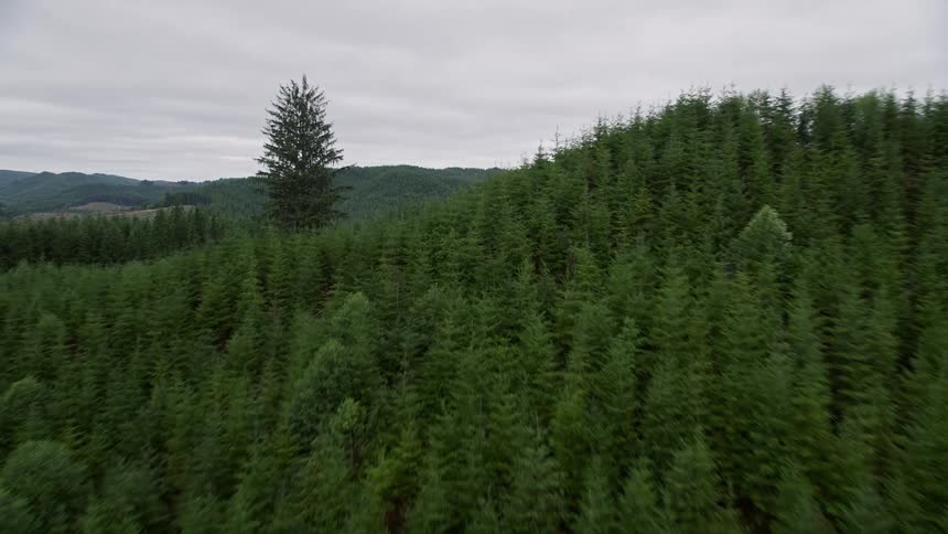Aerial view of a large forest on a mountain range in Pacific County Washington on a cloudy day during summer
