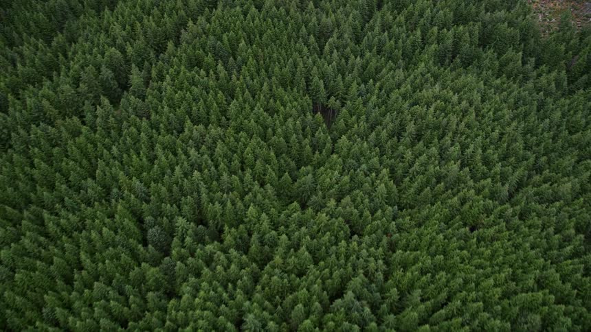 Tilting down to a bird's eye view of an evergreen forest in Pacific County Washington during the summer