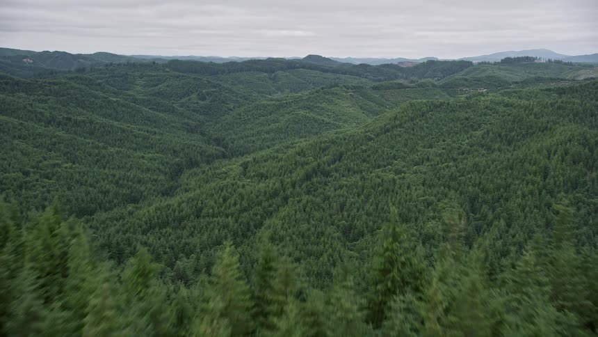 an aerial view of a lush evergreen forest covering a hill in Pacific County Washington with vibrant green trees and a serene atmosphere