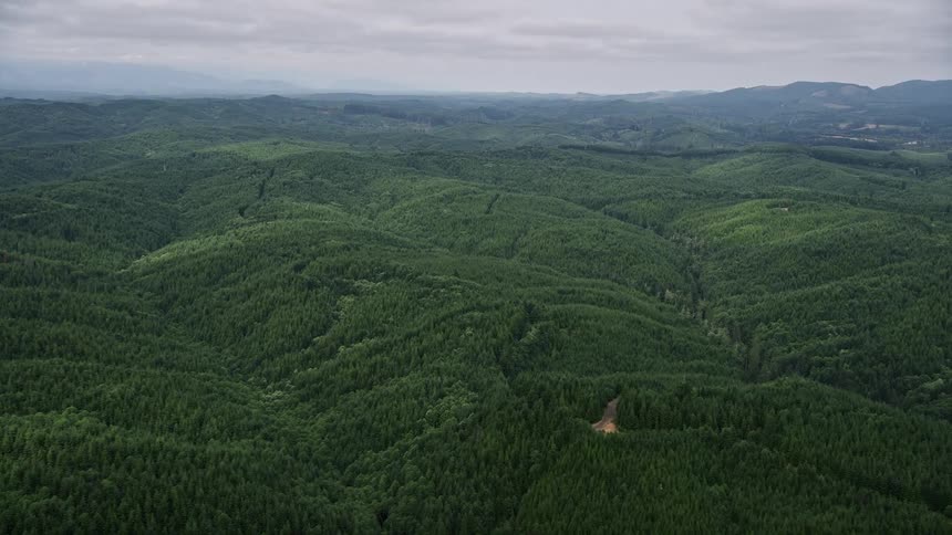 Aerial footage of an overcast day flying over an evergreen forest in Grays Harbor County Washington during summer