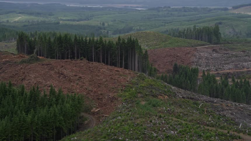 Aerial footage of evergreen trees on the edge of a logging area in Pacific County Washington captured during a clear-cutting operation