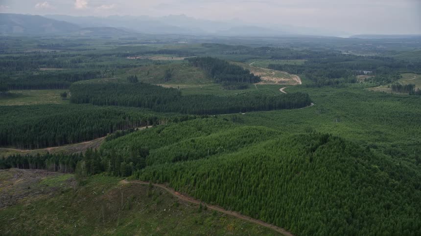 Aerial footage of a logging area and road in Mason County Washington showcasing the industrial timberland activities and transportation in the lush forest landscape during summertime