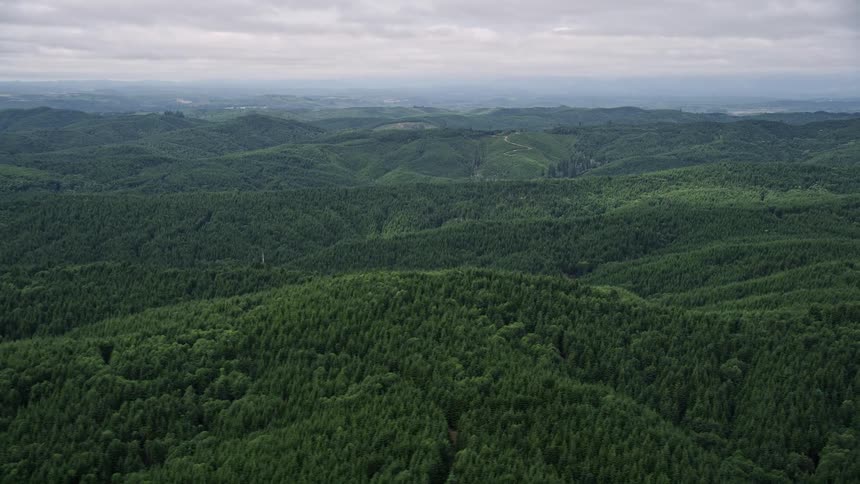 an aerial view of a vast evergreen forest in Grays Harbor County Washington during a sunny day