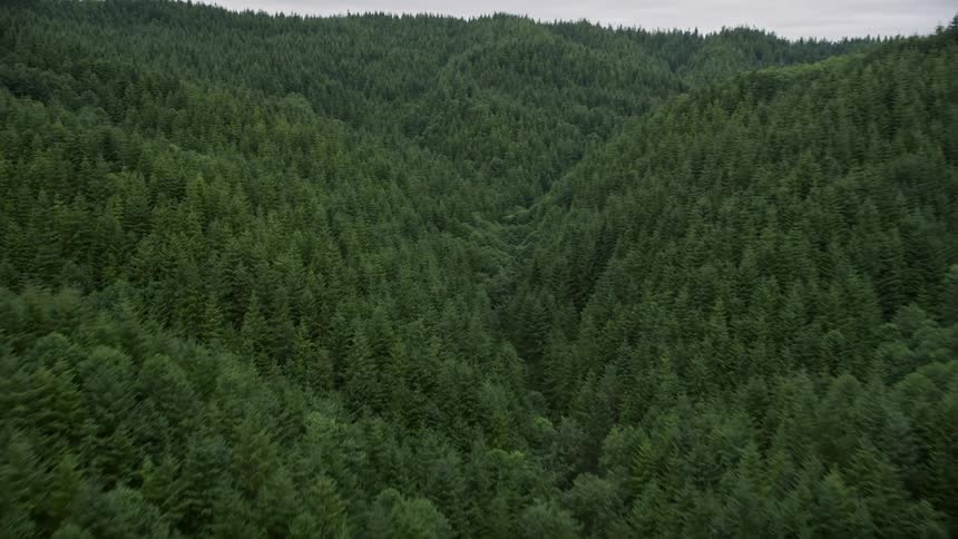 Aerial view of an evergreen forest covering a hill in Pacific County Washington as we fly over the picturesque woodland landscape during a summer day