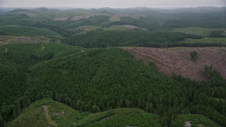 Tilting down from a bird's eye perspective thisaerial footage captures evergreen trees beside a logging area in Pacific County Washington during the daytime