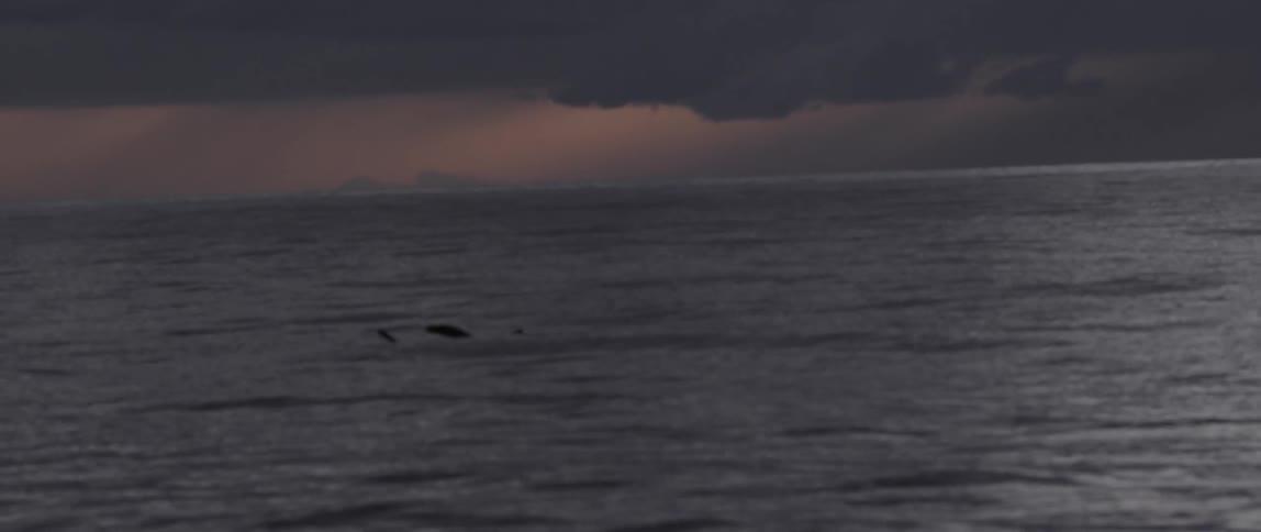Something is swimming in the water at dawn