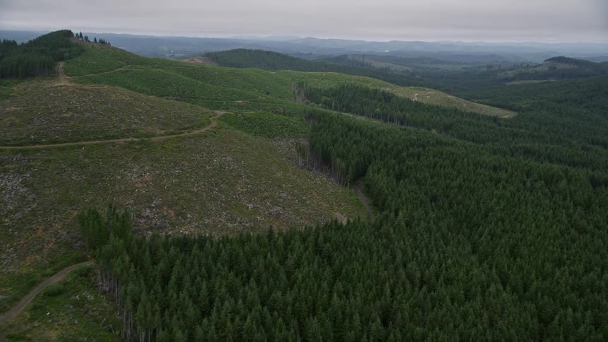 An aerial view of a clear cut logging area on the edge of an evergreen forest in Pacific County Washington during summer