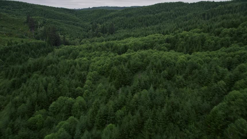 Aerial footage of a pine forest in Pacific County Washington with overcast skies during the summer