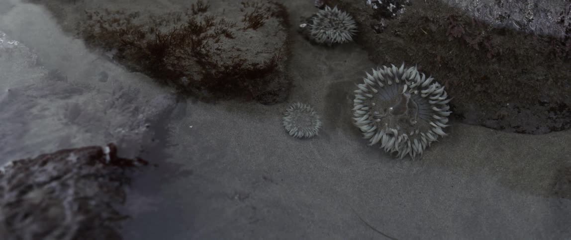 The water has rocks and sea urchins in it