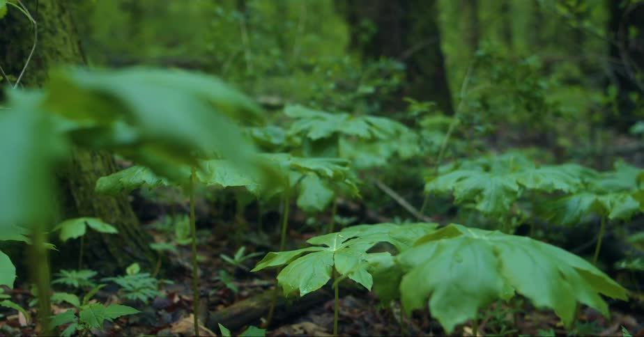 Close up of leaves on the ground in a forest
