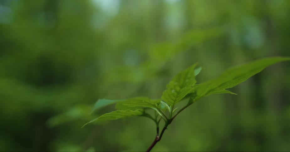 A plant with leaves in a forest filled with trees