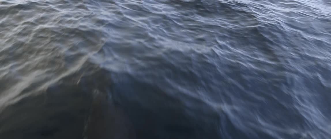Dolphins are swimming under the water