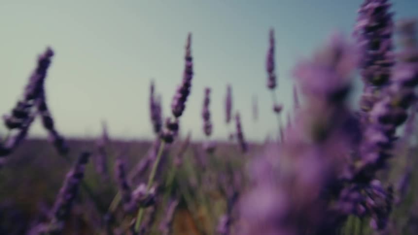 Closeup of an extensive lavender plantation
