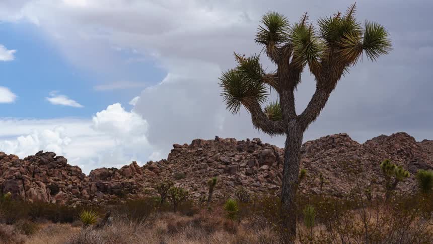 A cactus in the desert with dry grass surrounding it on a bright day as clouds slowly roll across the sky