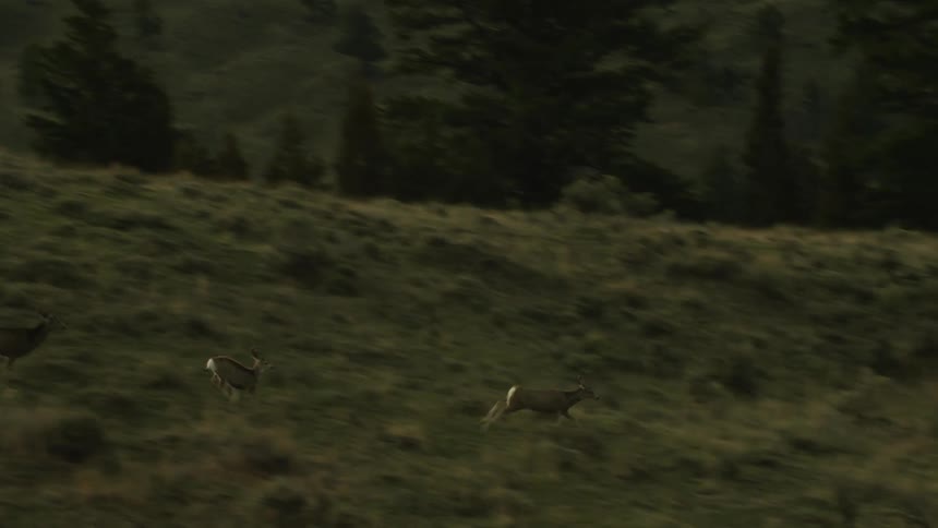 Wild animals deer running at high speed in the heart of the jungle