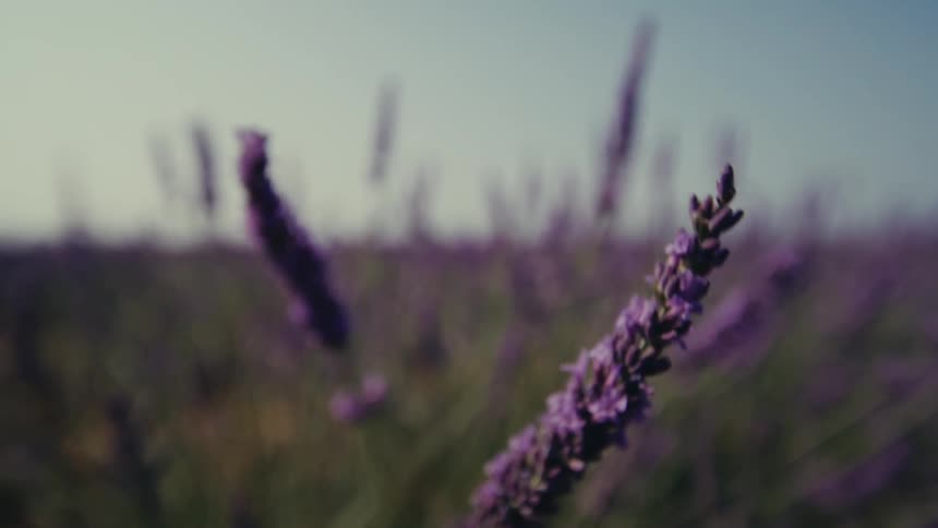 Close up of lavender flowers in a field on a bright sunny day