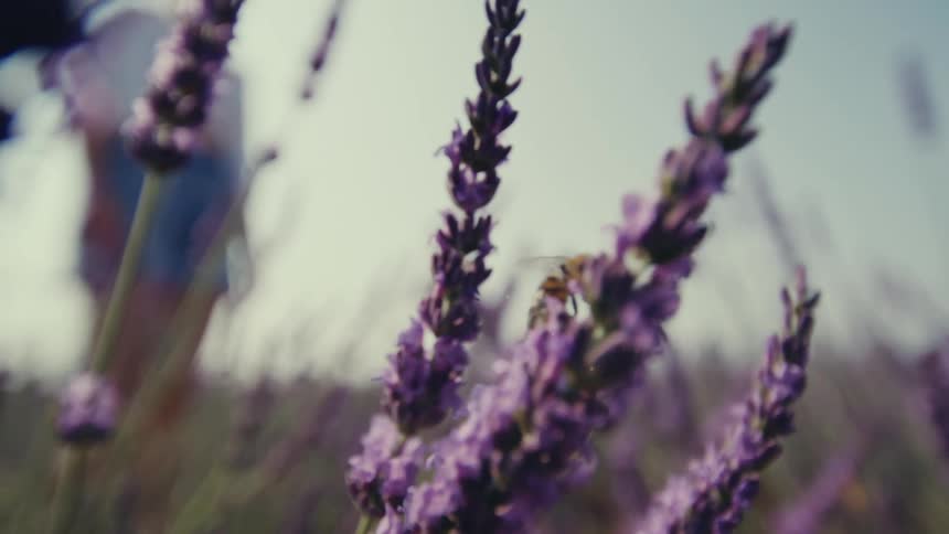 Closeup of a bee performing pollen work on purple flowers