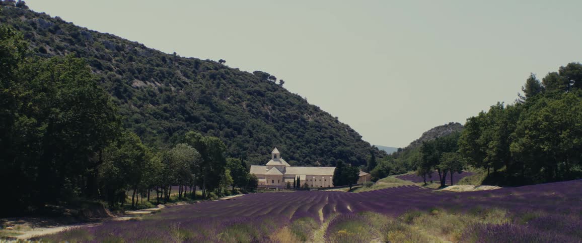 A large lavender farm is before the home