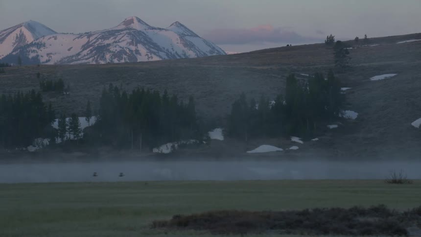 Birds fly low to the ground through the fog