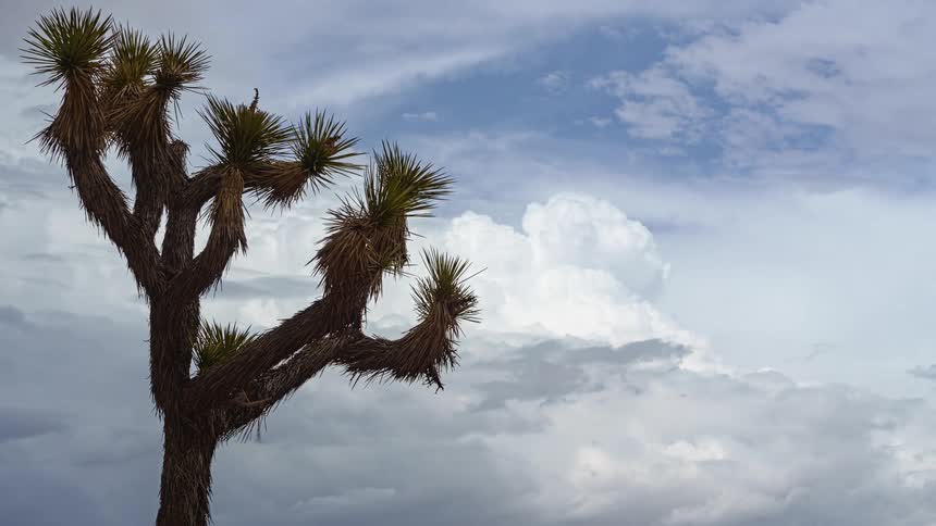 The clouds move over the tree