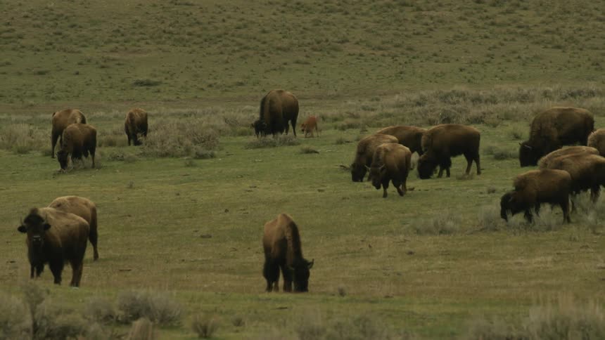 Group of bison in the field feeding on grass