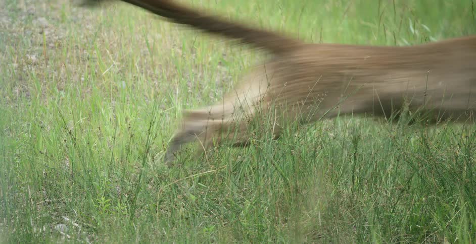 A mountain lion quickly runs through the grass