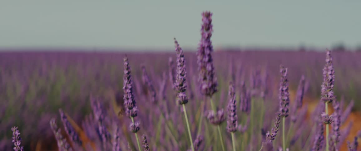Insects fly around the lavender