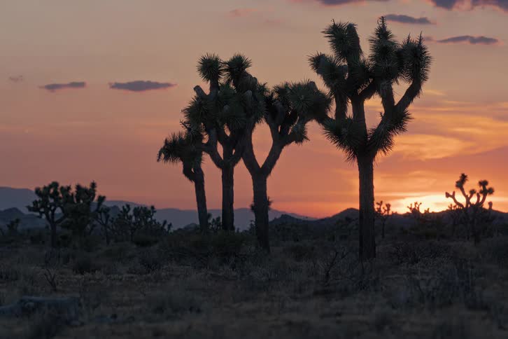 The silhouette of trees in the desert at dusk as the sun is setting on the horizon