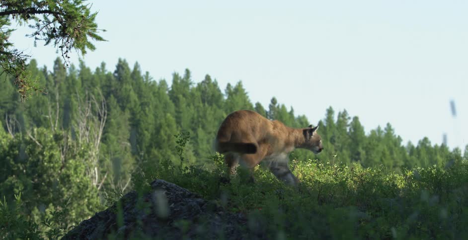 A puma in a forest hill looks to its side then changes direction while shaking its head