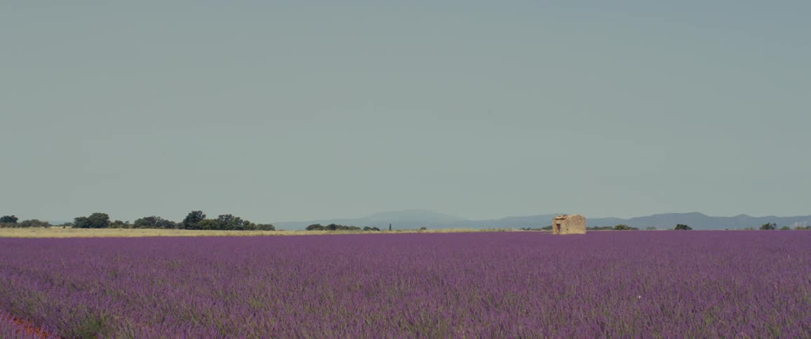 Field of lavender surrounds stone keep with mountains on the horizon