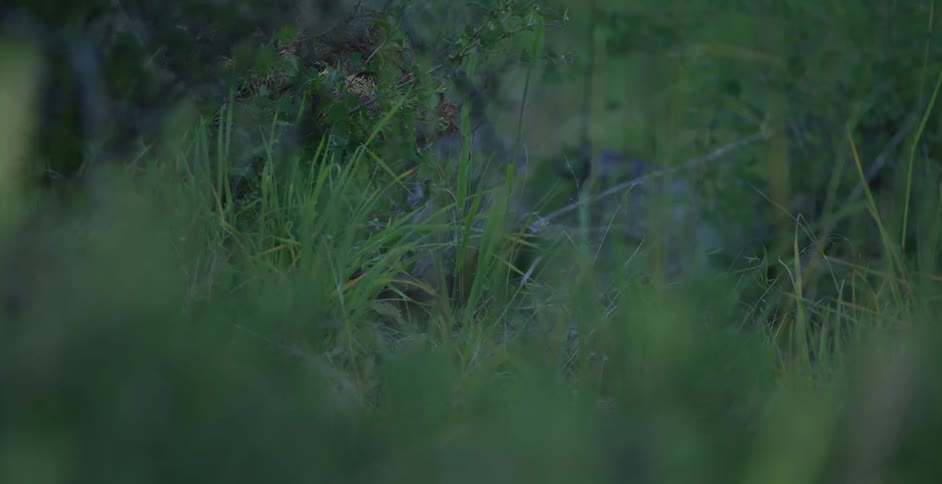 A mountain lion tail in a forest area at midday