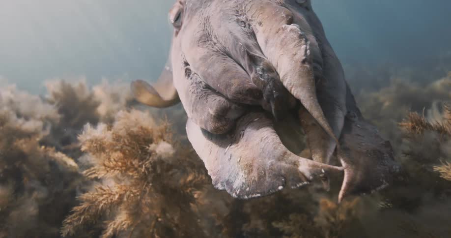 Close up of Cuttlefish
