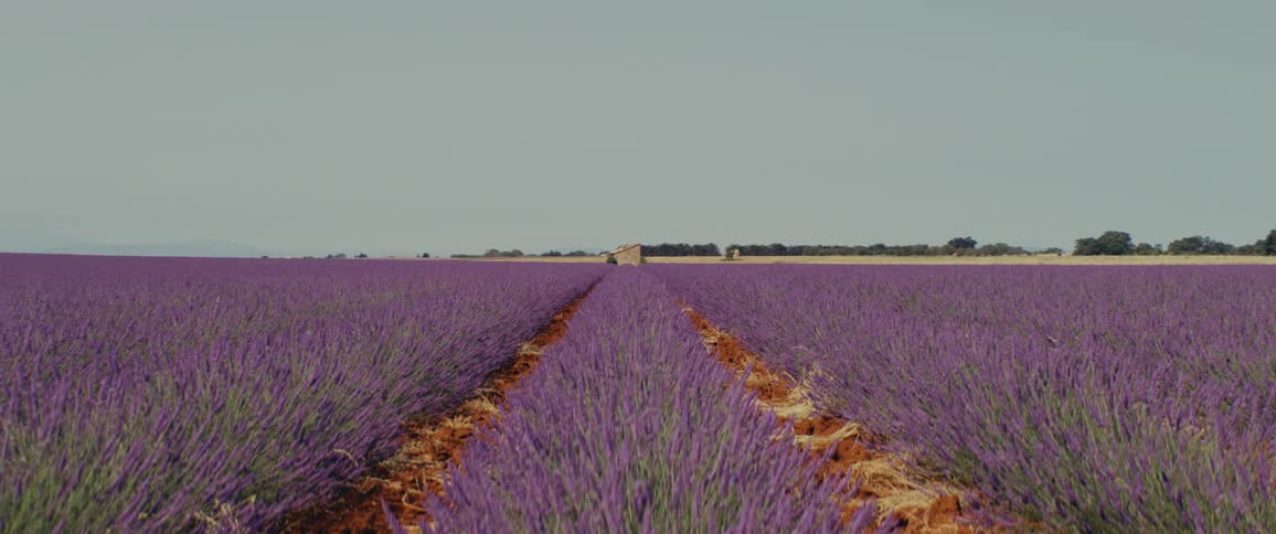 Blooming field of lavender flowers during day time