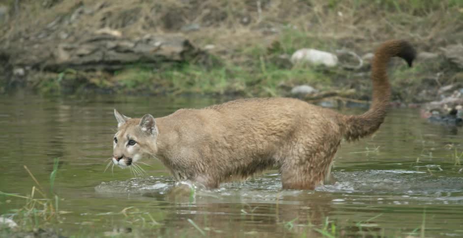 The cougar travels through the pond