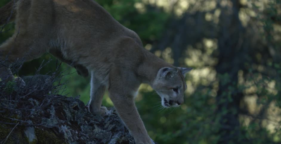 The cougar pounces from the tree branch