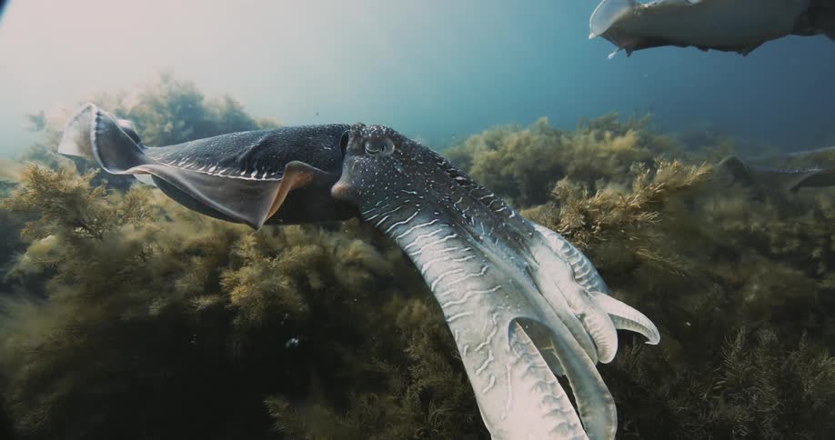Large Cuttlefish swimming over algae in the ocean