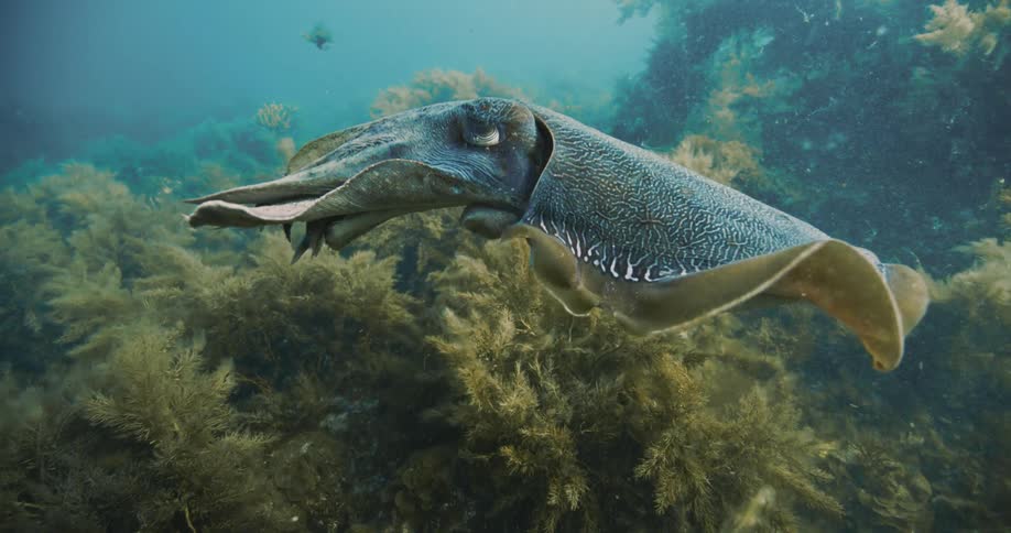 Cuttlefish moving over ocean floor swimming sideways
