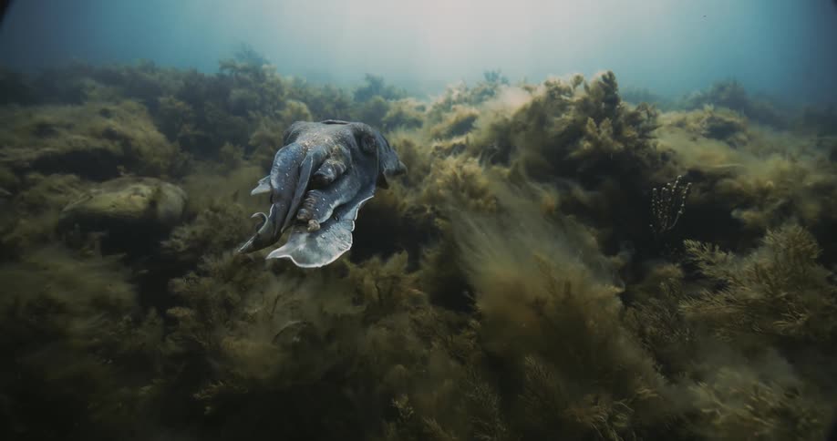 A cuttlefish swims above plants on the ocean floor